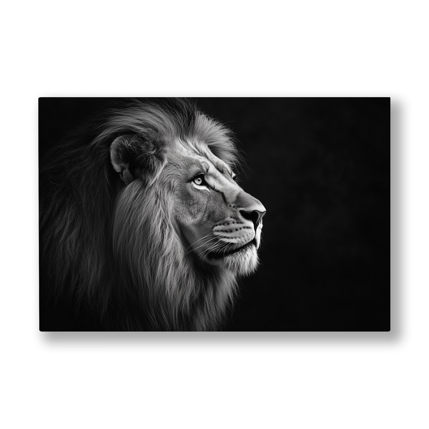 Gri Aslan Profili kanvas tablo — Kapkara bir zeminden sıyrılan aslanın keskin siyah beyaz profili.