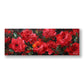 Kırmızılı Güzeller - Panoramik Tablo