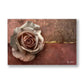 Pudra Gül kanvas tablo — Bakır kırmızısı bir zeminde krem gülün kıvrımları altın bir şeritle kesişiyor.